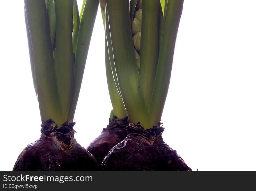 Hyacinth bulbs