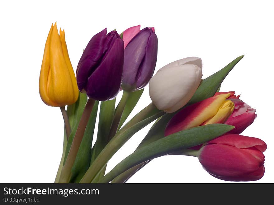 Tulip bouquet