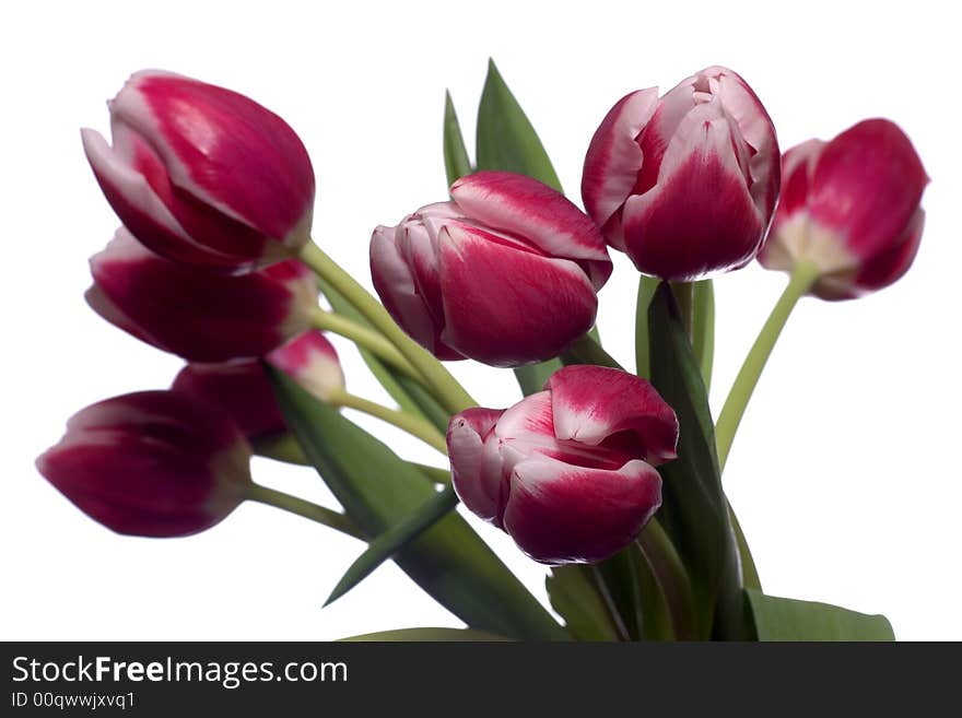 A bunch of red tulips on white. A bunch of red tulips on white