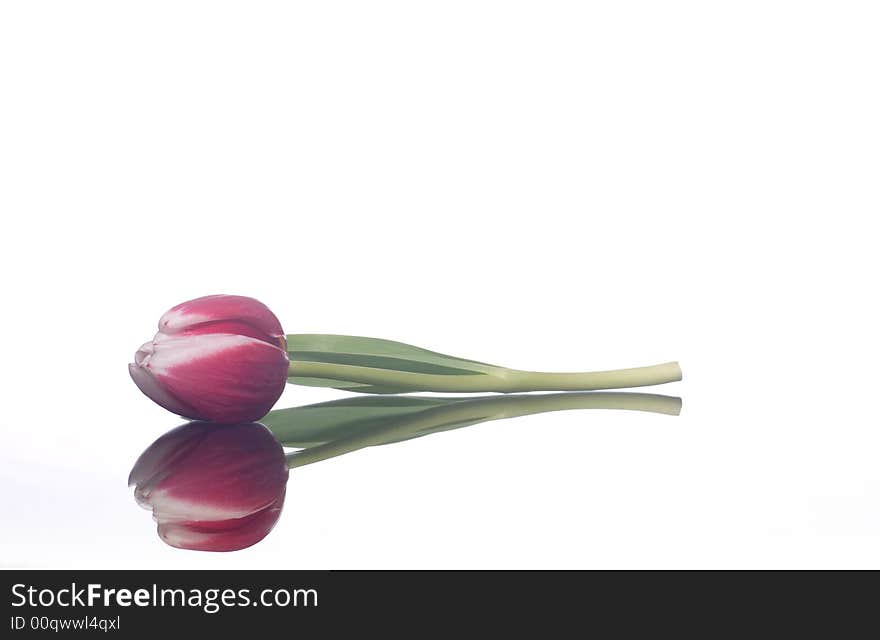 A red tulip and its reflection, on white. A red tulip and its reflection, on white