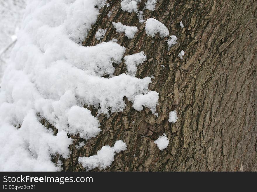 Close up view of wood bark