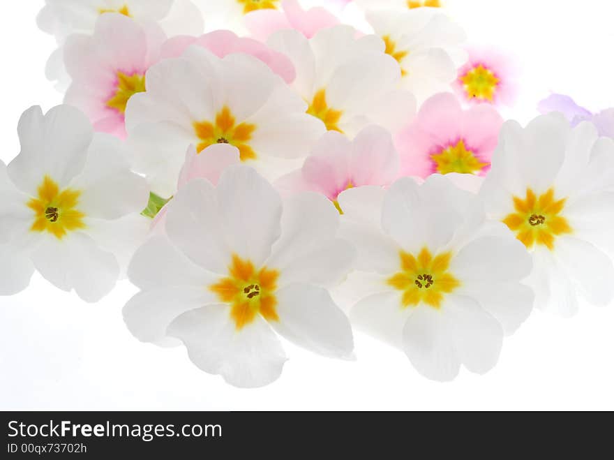 Bunch of white and pink flowers on white background. Bunch of white and pink flowers on white background