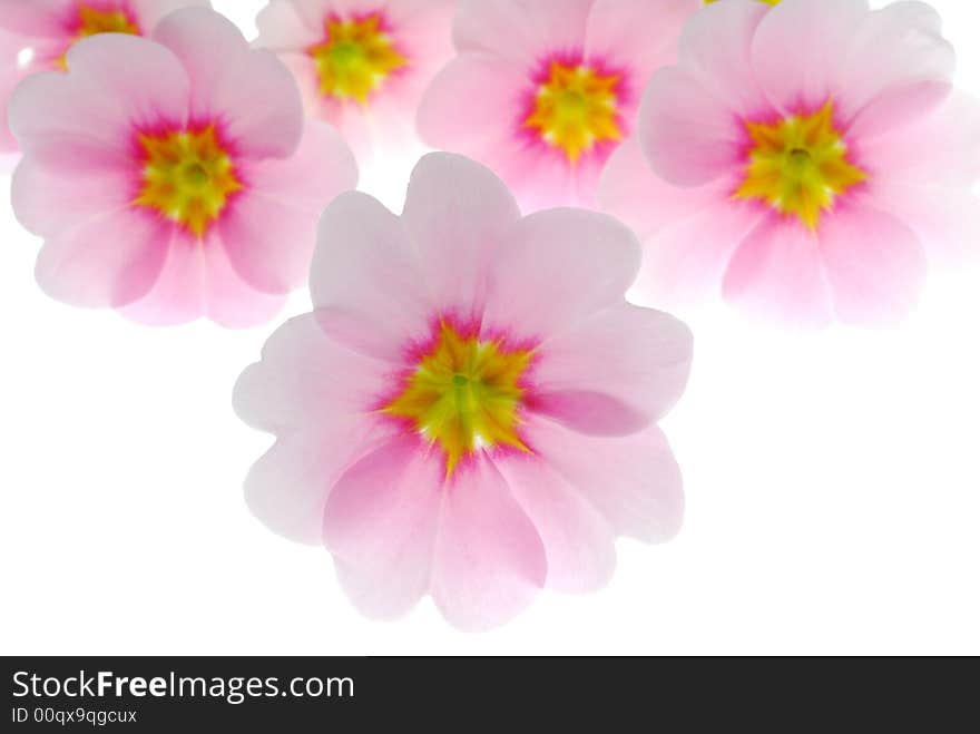 Pink primula flowers on white background. Pink primula flowers on white background