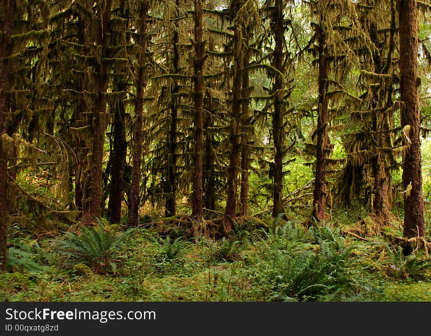 Temperate rain forest in the Olympic National Park