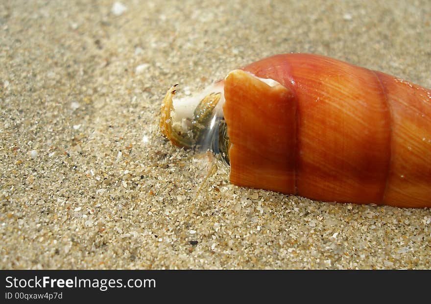 Small crab and his home. Small crab and his home.