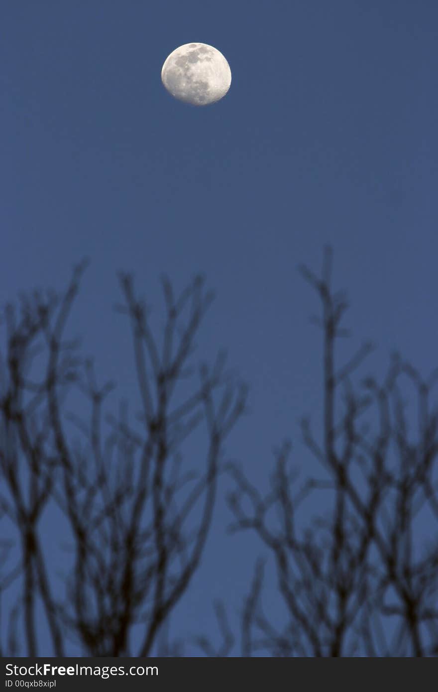 Moon And Trees