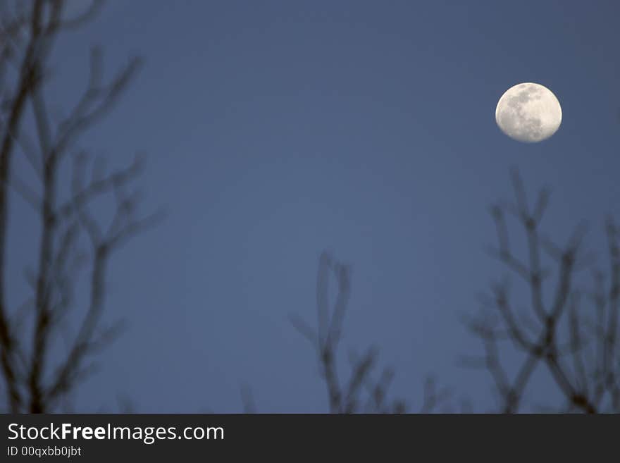 Moon and trees