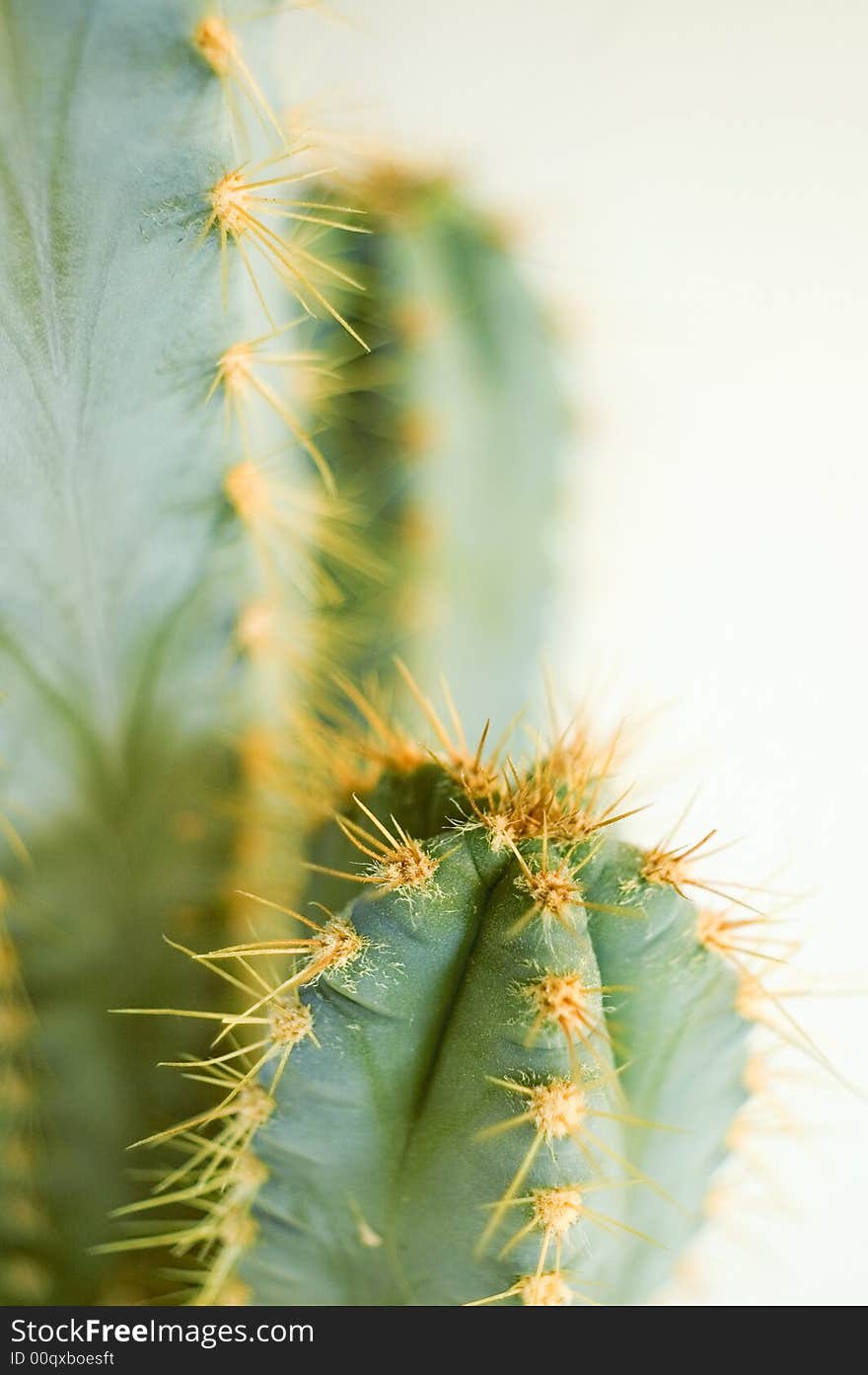 Cactus