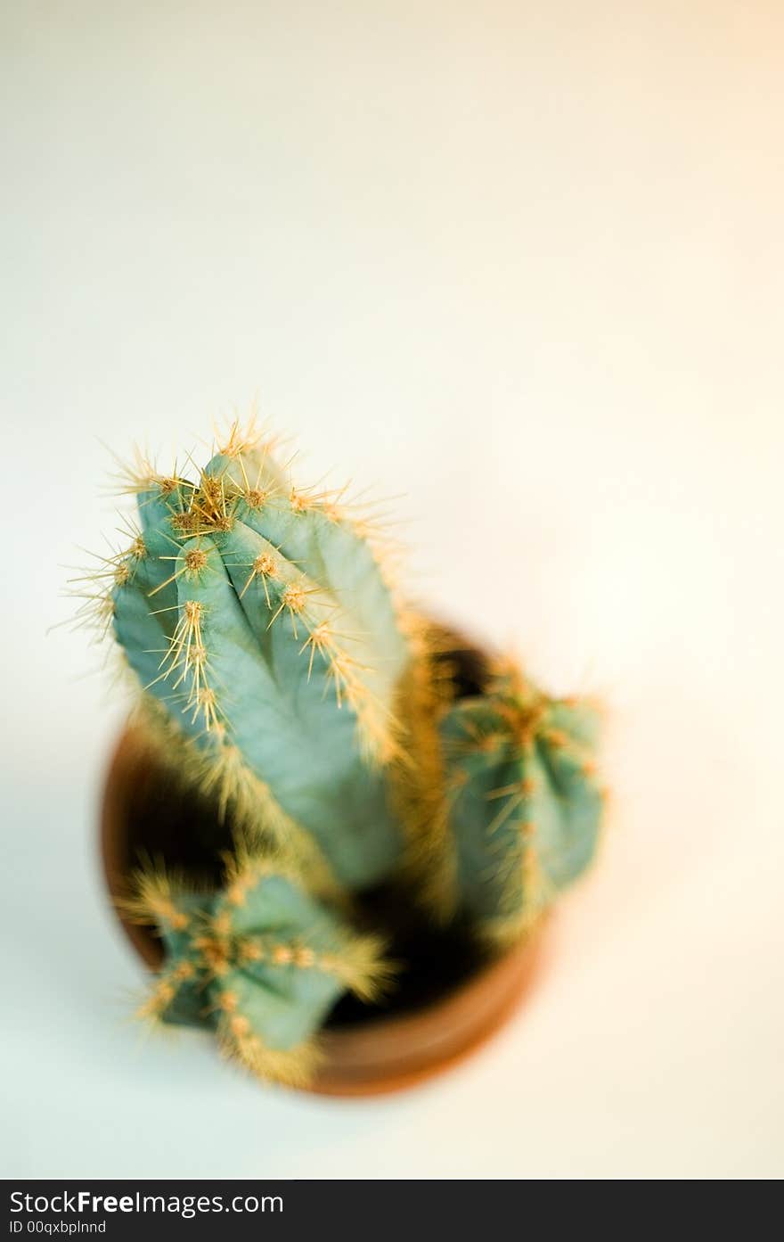 Cactus