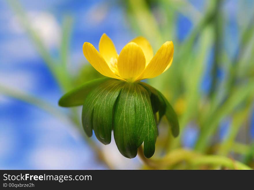 Yellow aconite flower with blur background