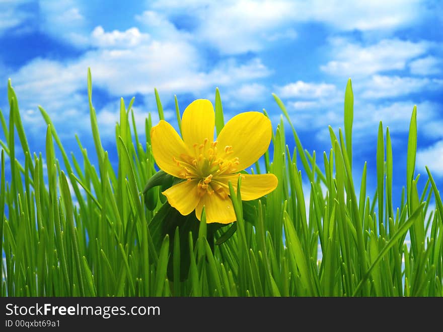 Yellow aconite flower against blue cloudy sky