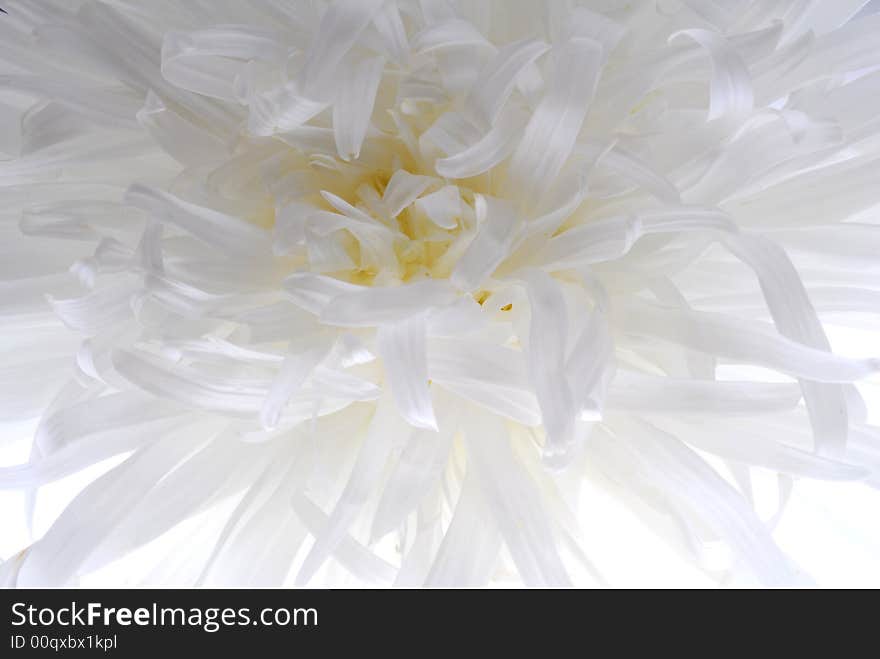 White aster flower on light box