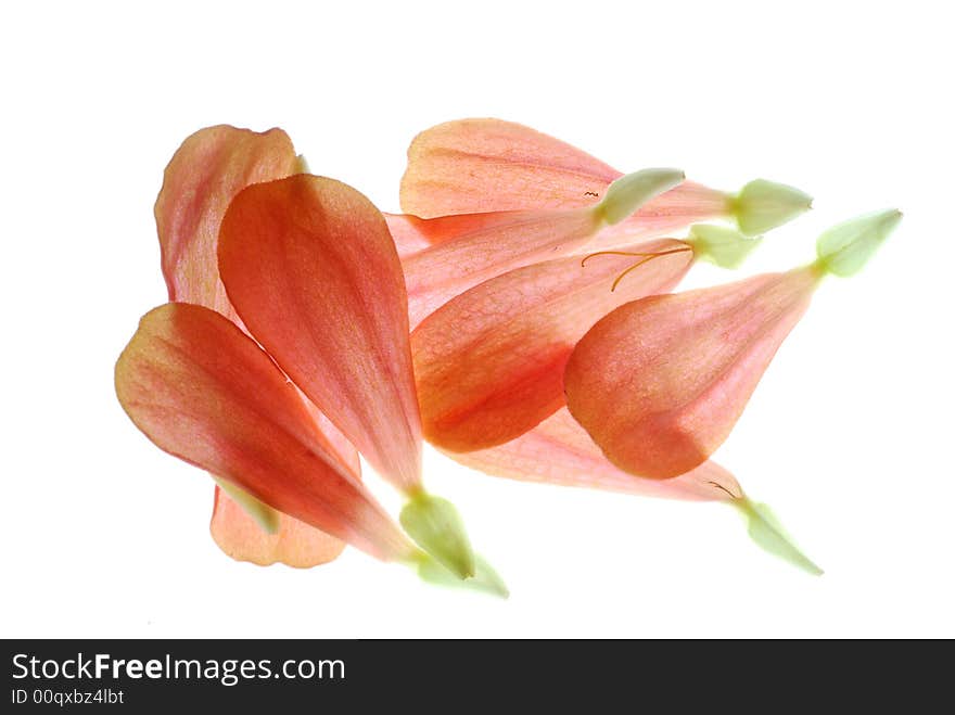 Red petals on white background