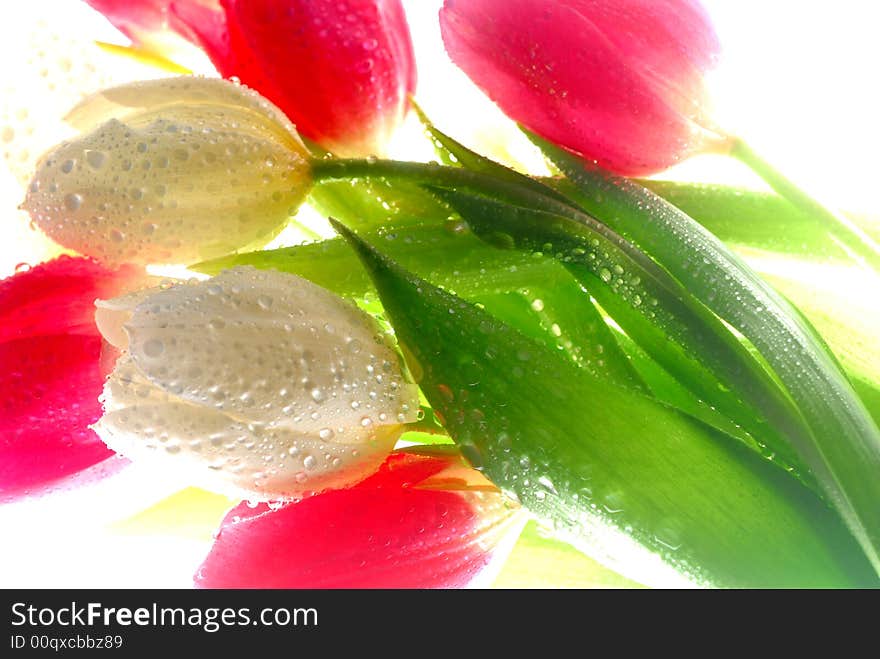 Water drops on tulip flowers. Water drops on tulip flowers