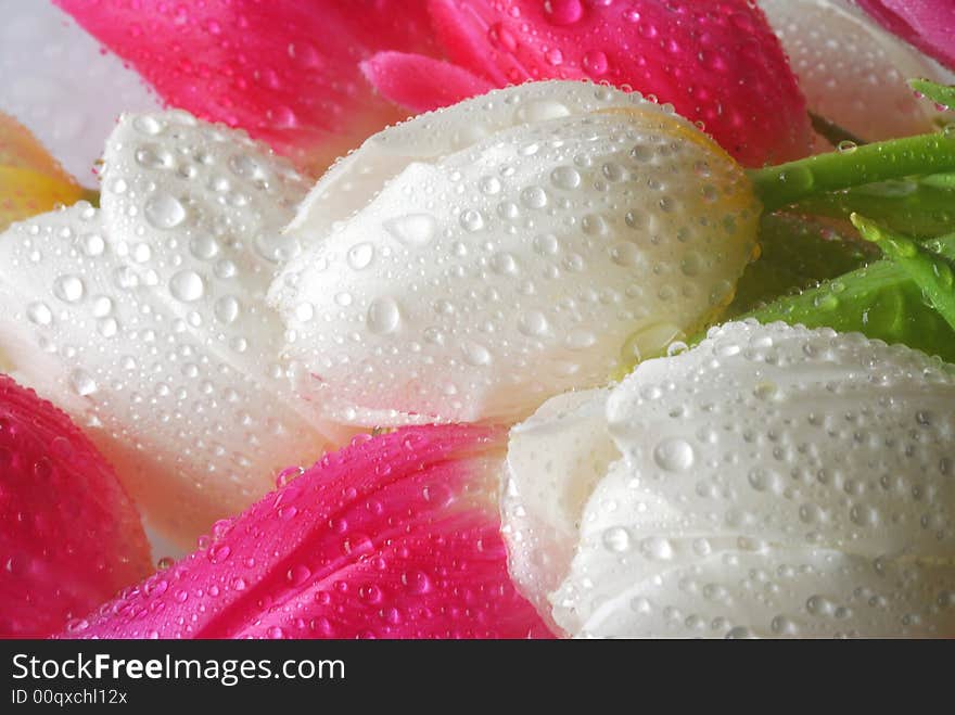 Water drops on white and red tulips. Water drops on white and red tulips