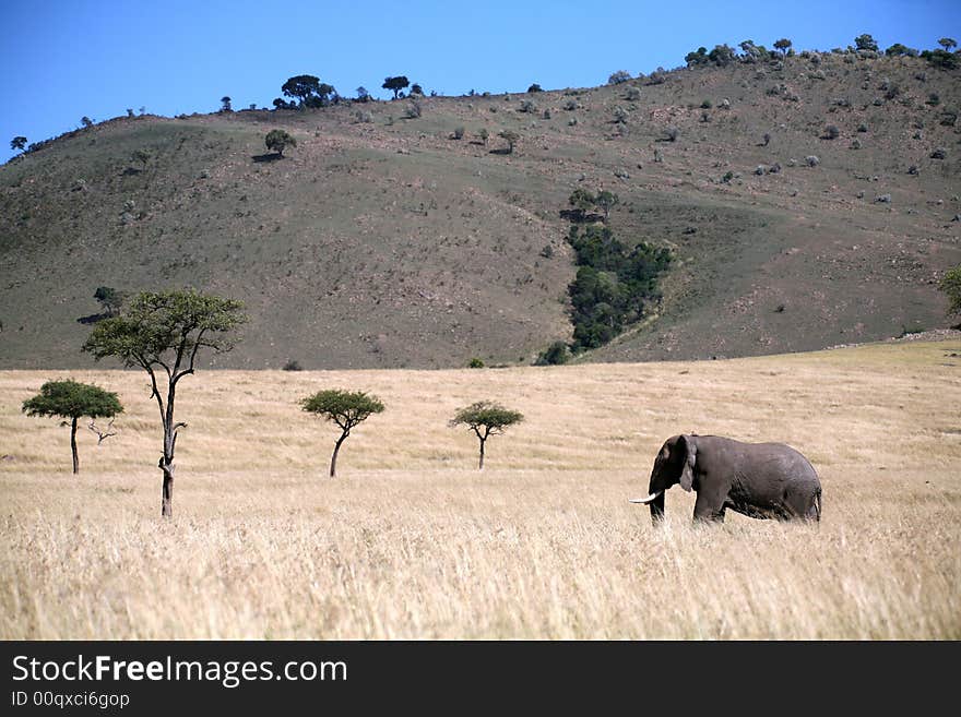 Landscape Of Elephant Walking Through The Grass