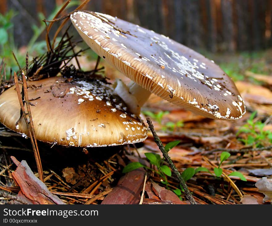 Mushrooms, toadstool, fungus, autumn, nature