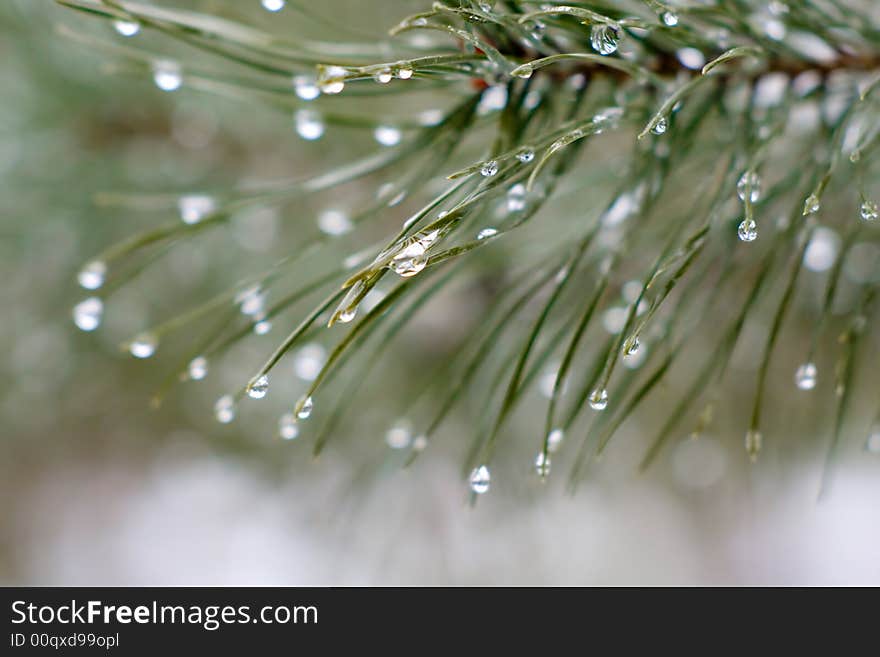 Branch of a pine with drops.