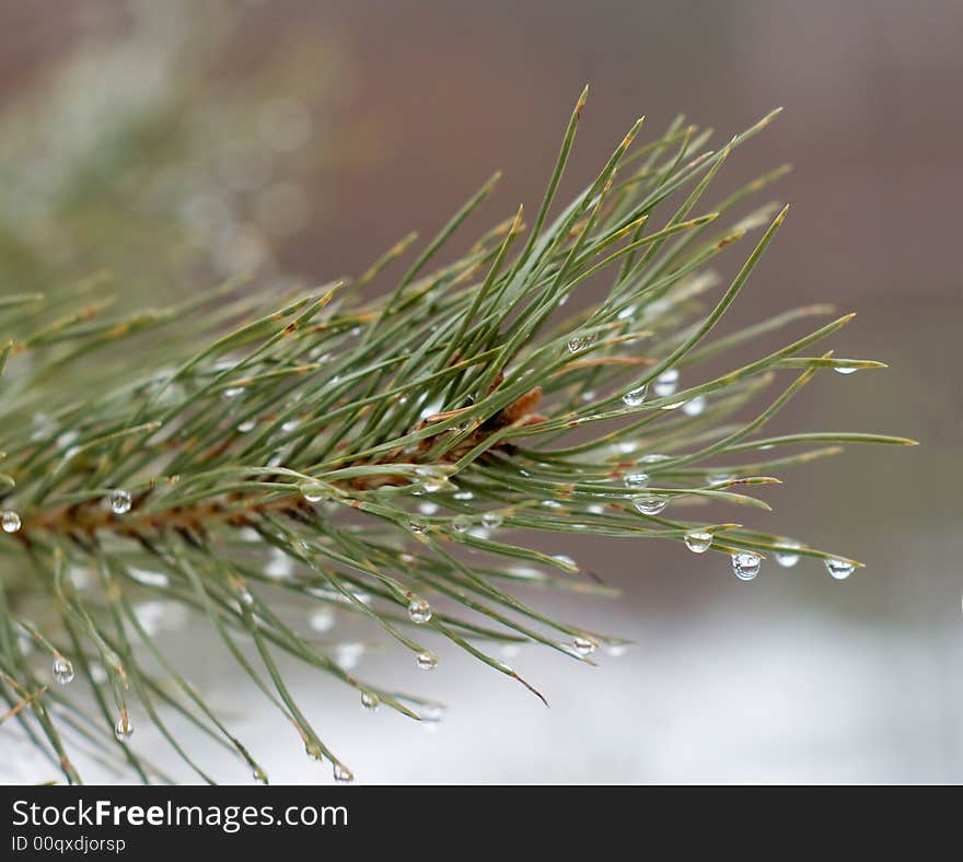 Branch of a pine with drops.