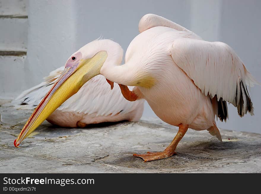 Pink pelican standing on one leg. Pink pelican standing on one leg