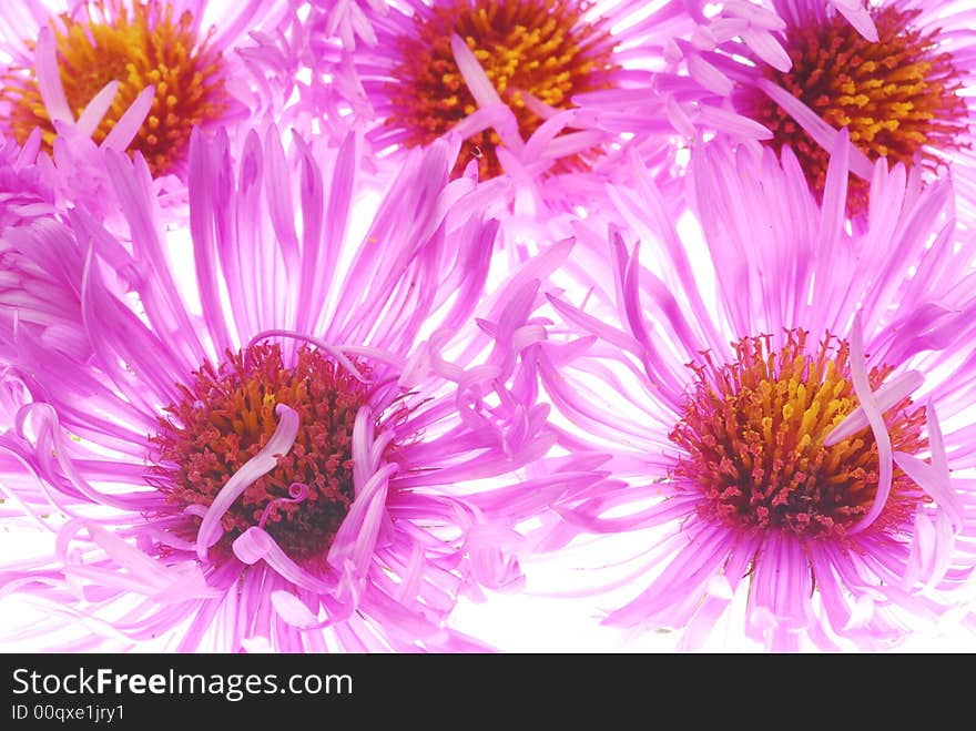 Colorful pink aster flowers on light box