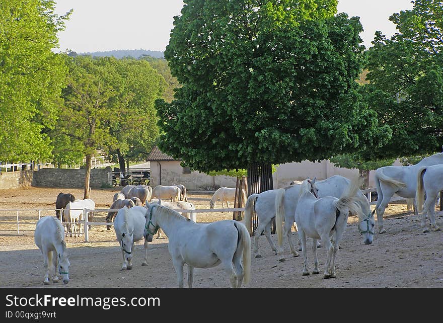 Heard of white Lipicaner horses, spring afternoon light, chesnut trees in bloom background. Heard of white Lipicaner horses, spring afternoon light, chesnut trees in bloom background