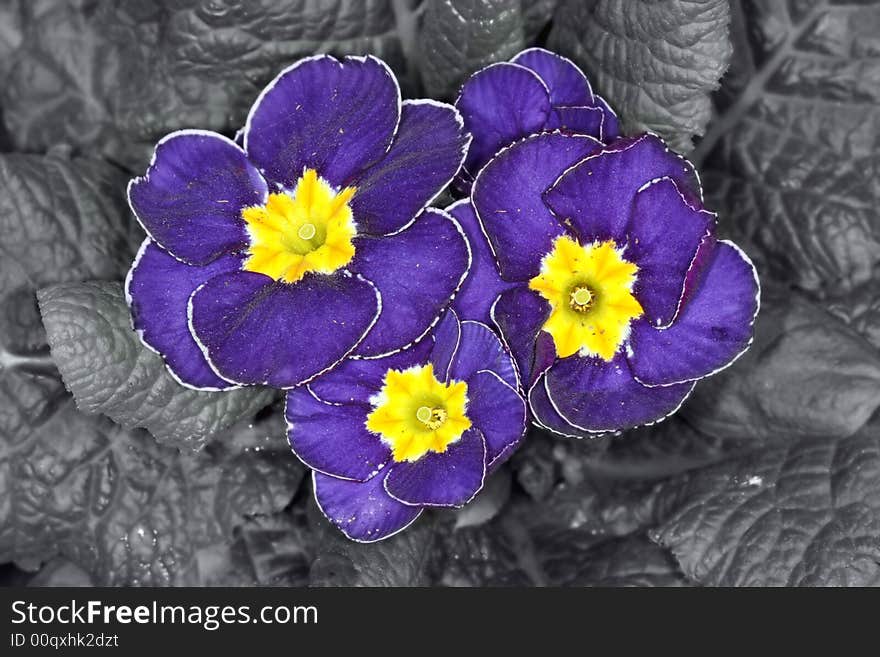Purple and yellow primula flower