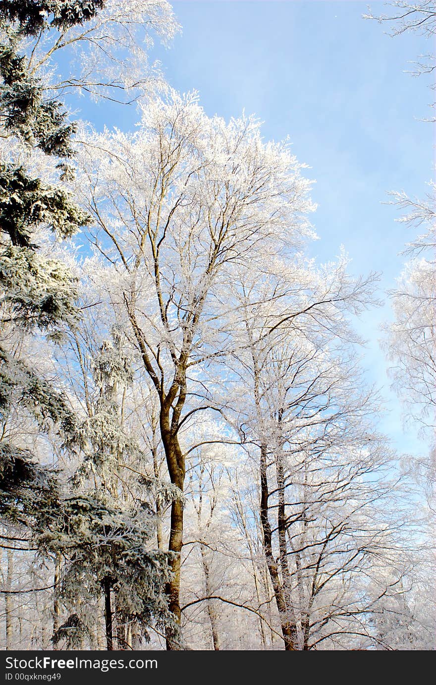 Forest At Winter Time