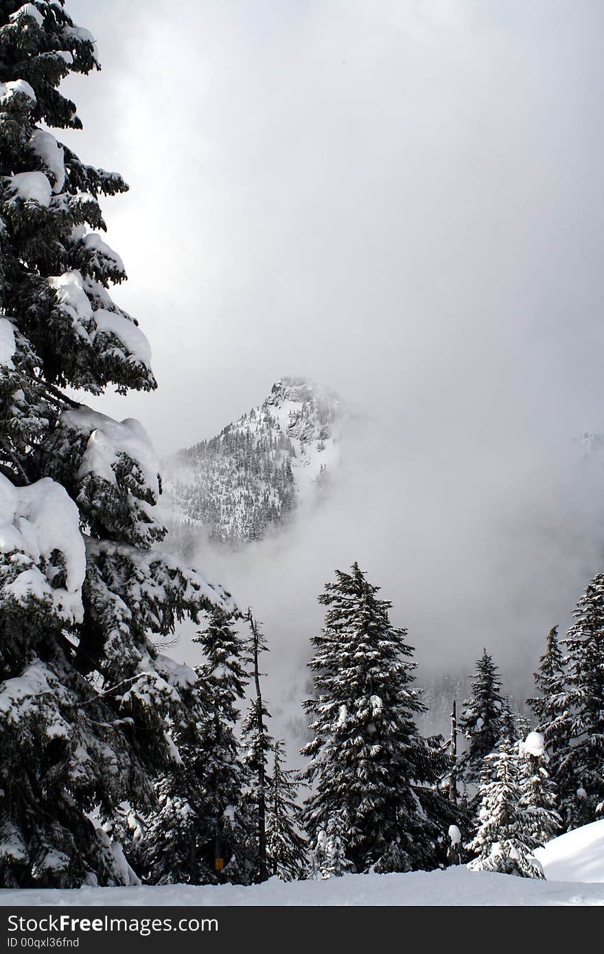 Snow Covered Evergreens