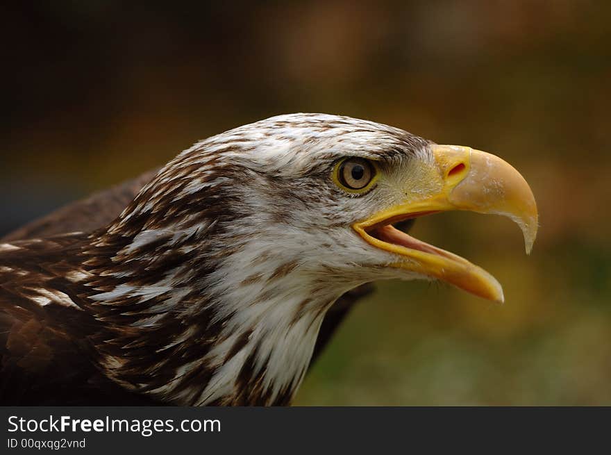 Bald Eagle