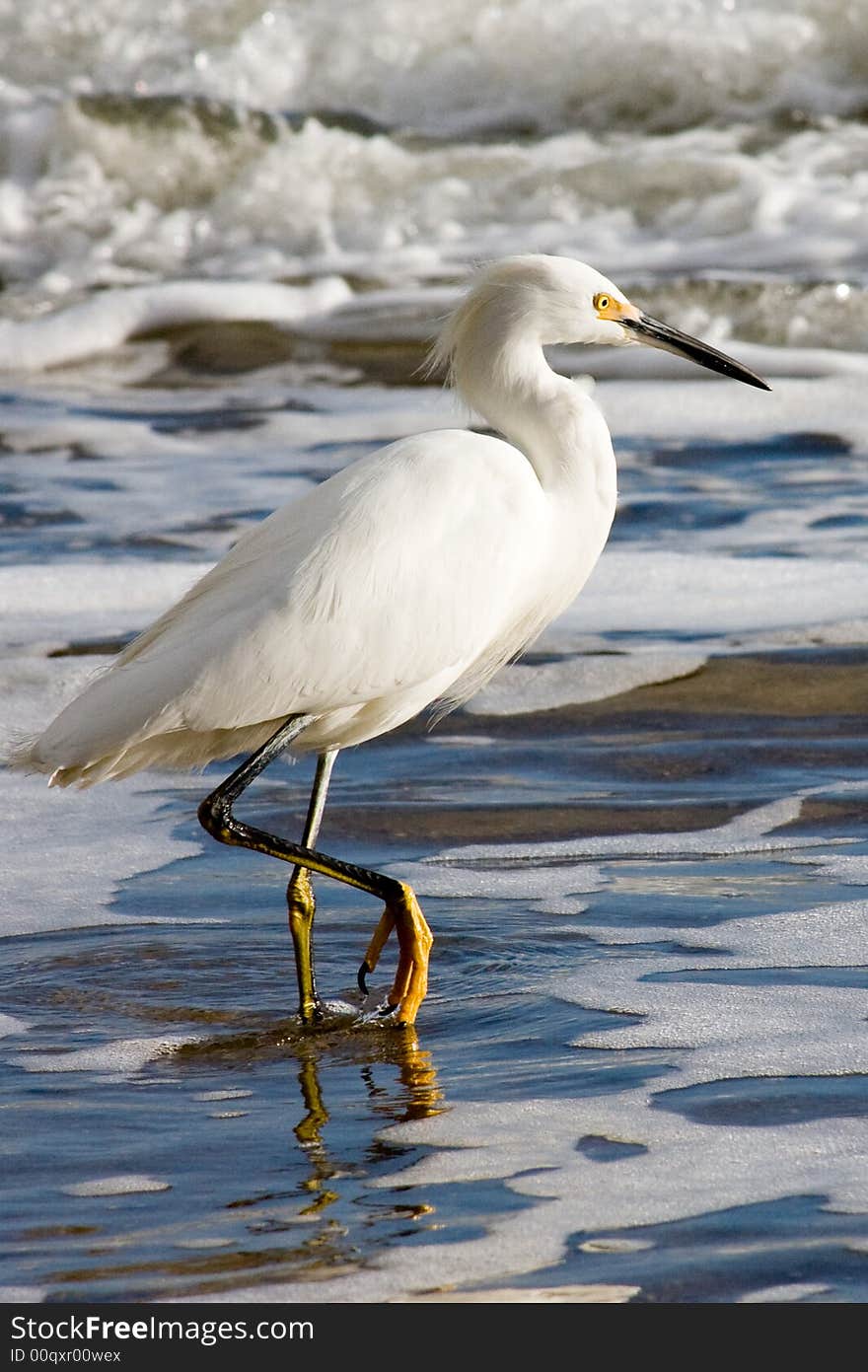 Snowy Egret