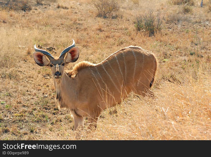 Kudu male in the savanna (South Africa) The Kudu is also the heraldic animal of South Africa National Parks (SANParks). Kudu male in the savanna (South Africa) The Kudu is also the heraldic animal of South Africa National Parks (SANParks)