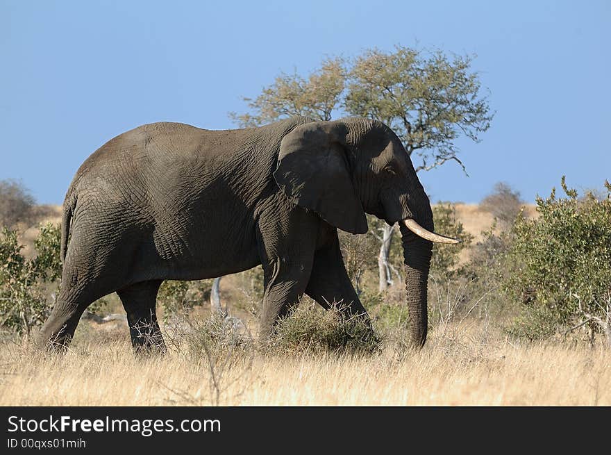 Big African Elephant in the savanna (South Africa). Big African Elephant in the savanna (South Africa)