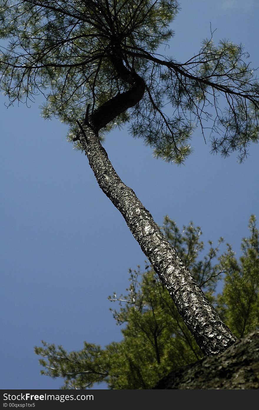 Tall Tree Abstract