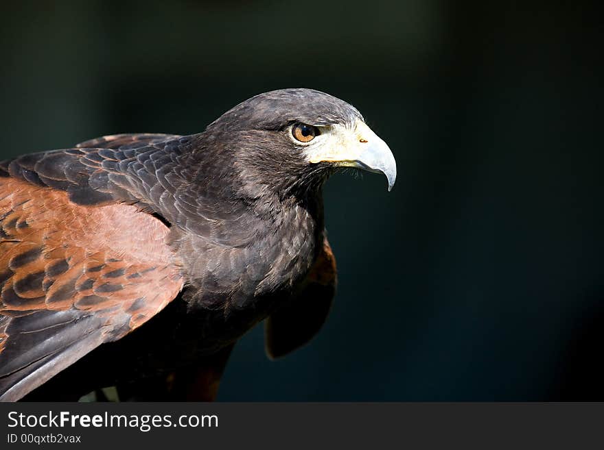 Hawk with Intense Stare