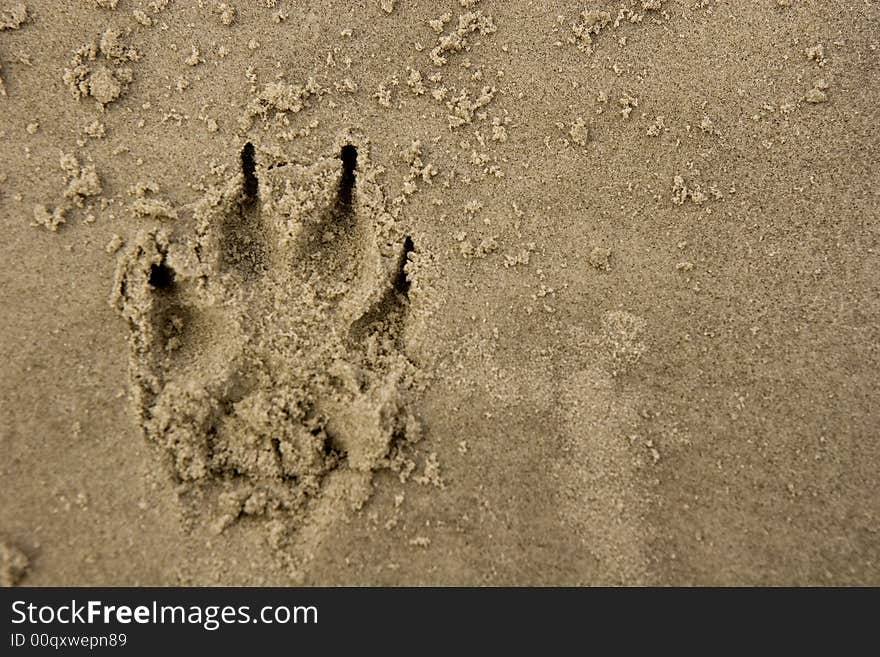 Dog Print In Sand