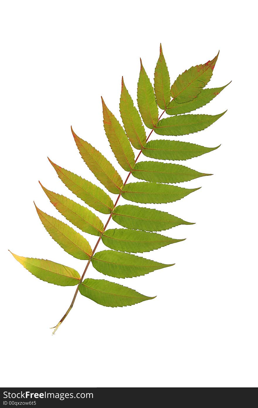 Rowan leaf against a white background. (Sorbus Embley)