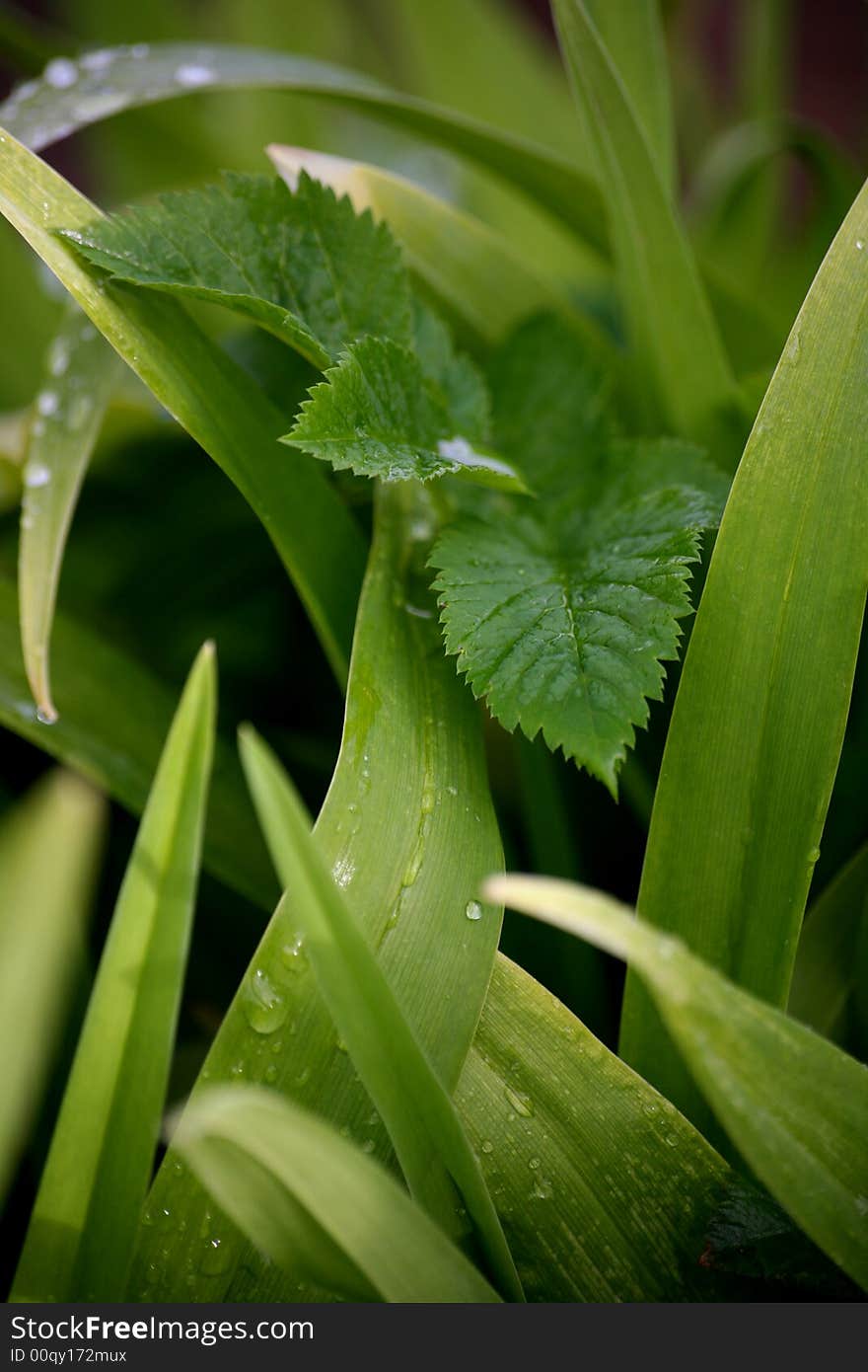 The image of a drop of dew on a green sheet