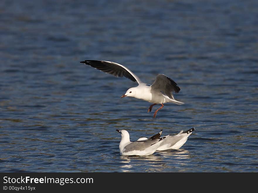 Seagulls floating on calm blue waters