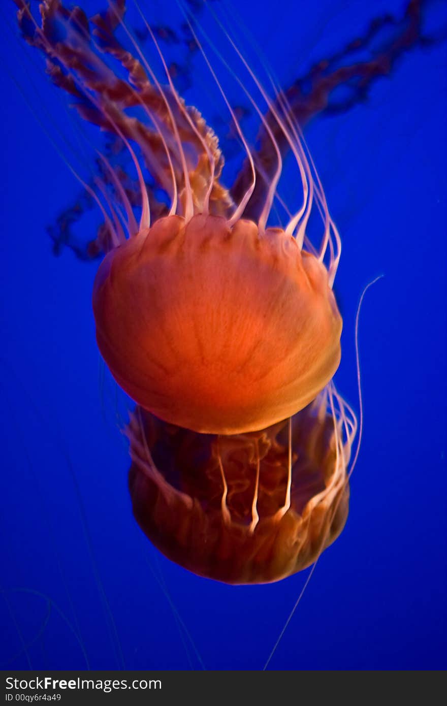 Sea nettle jellyfish in Monterey Bay Aquarium