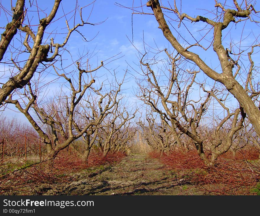 Peach tree