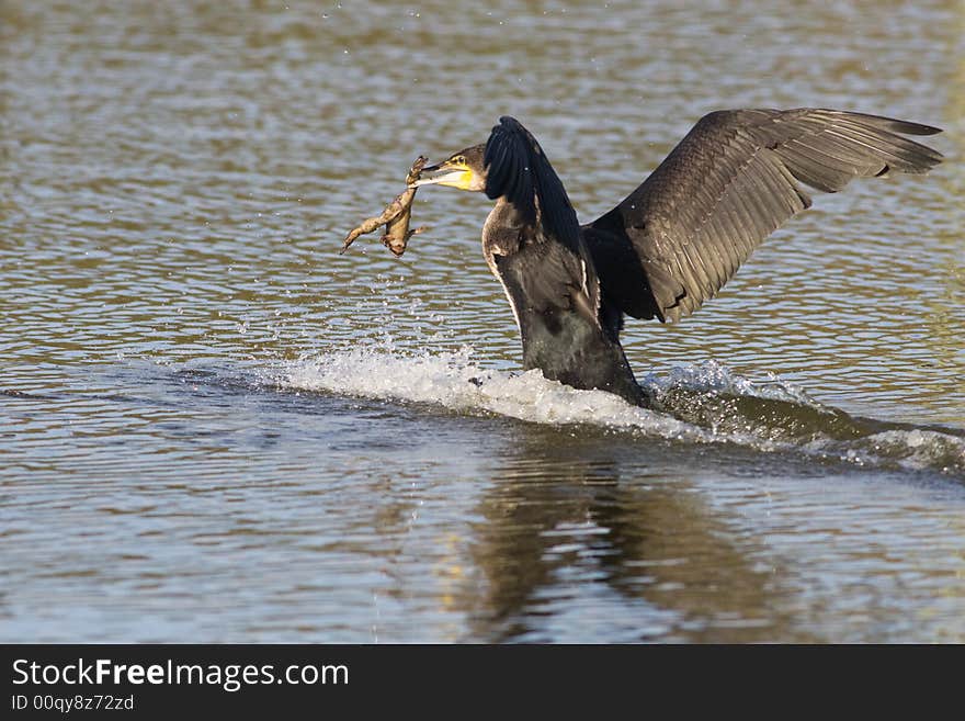 A whitebreasted cormorant with captured prey in it's beak. A whitebreasted cormorant with captured prey in it's beak