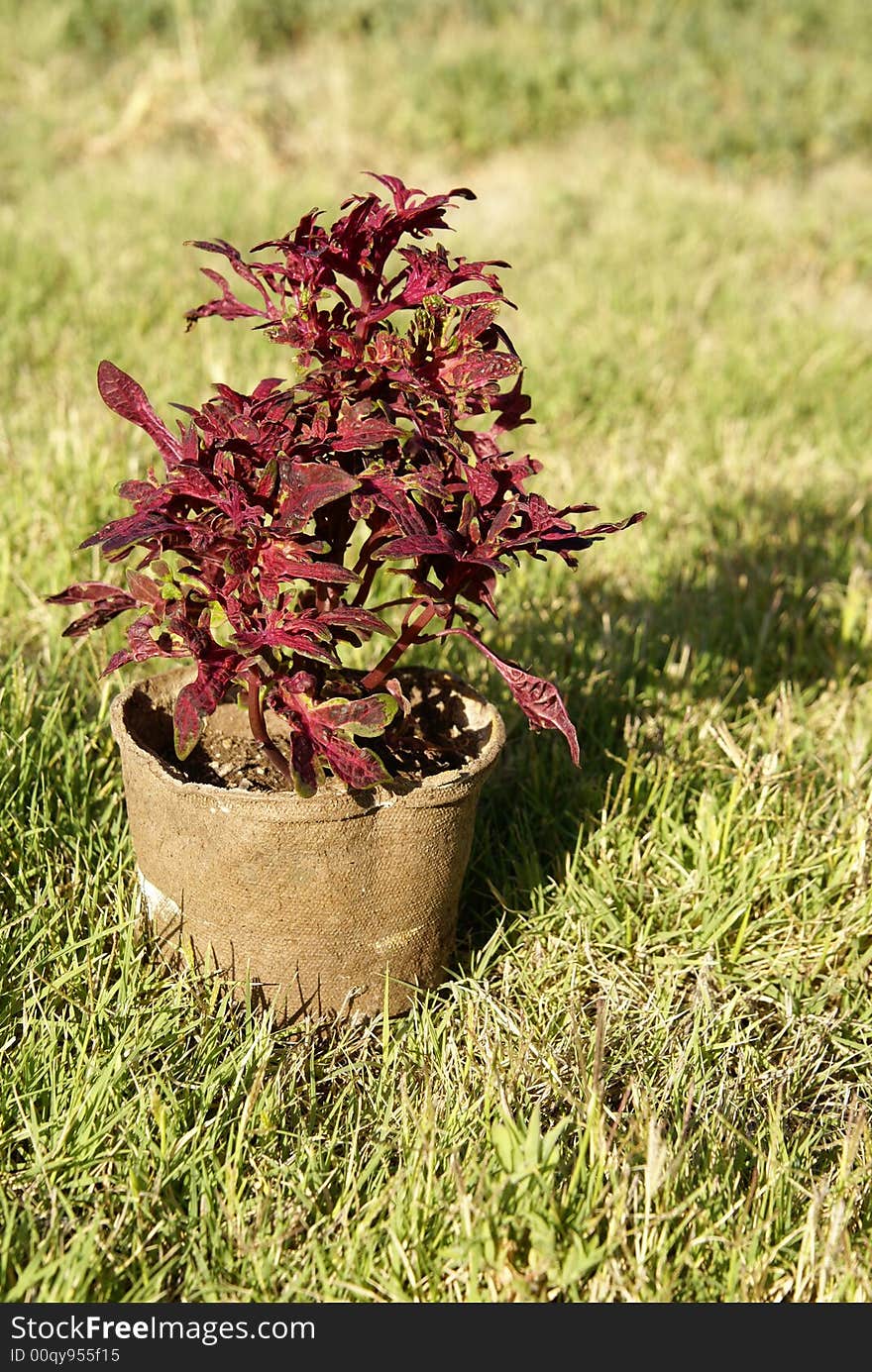 Sun Coleus plant in biodegradable flower pot.