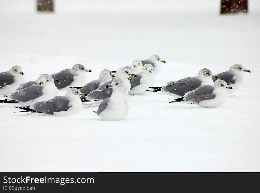 Seagulls talking a break in the snow. Seagulls talking a break in the snow