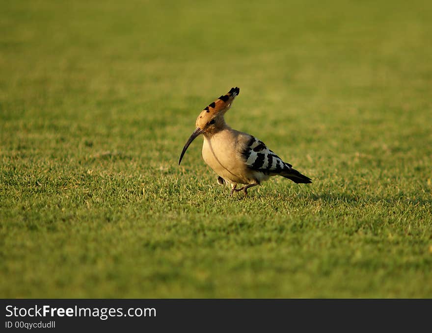 Hoopoe