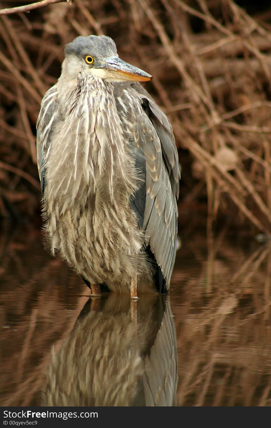 Juvenile blue heron