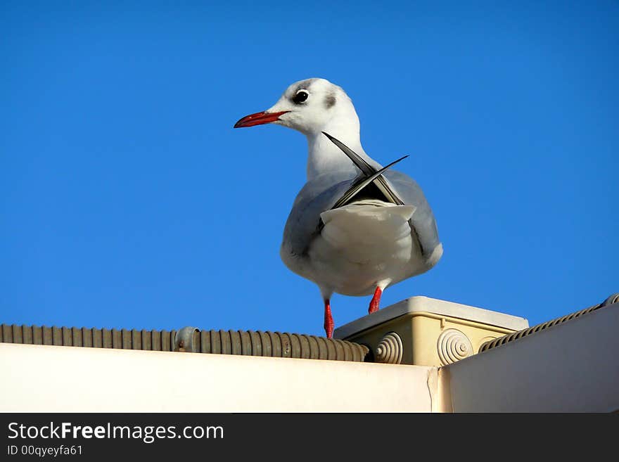 A Seagull