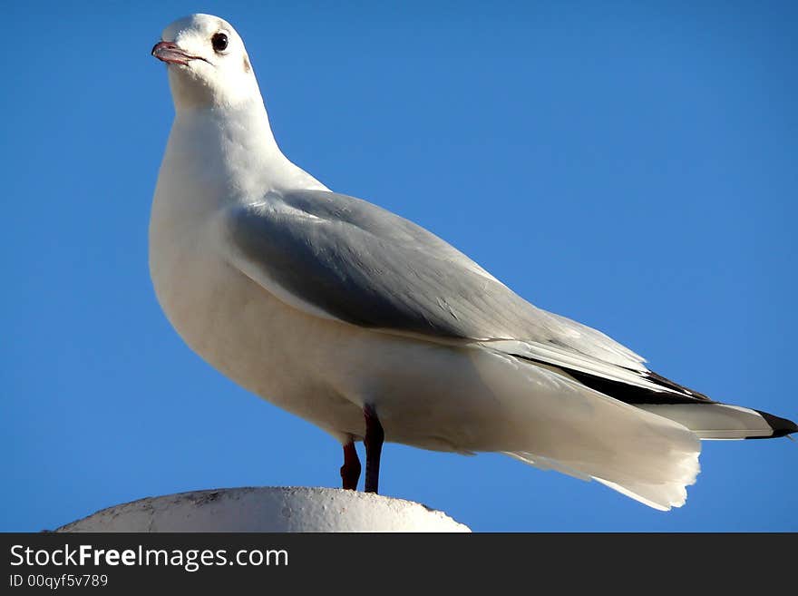 Seagull