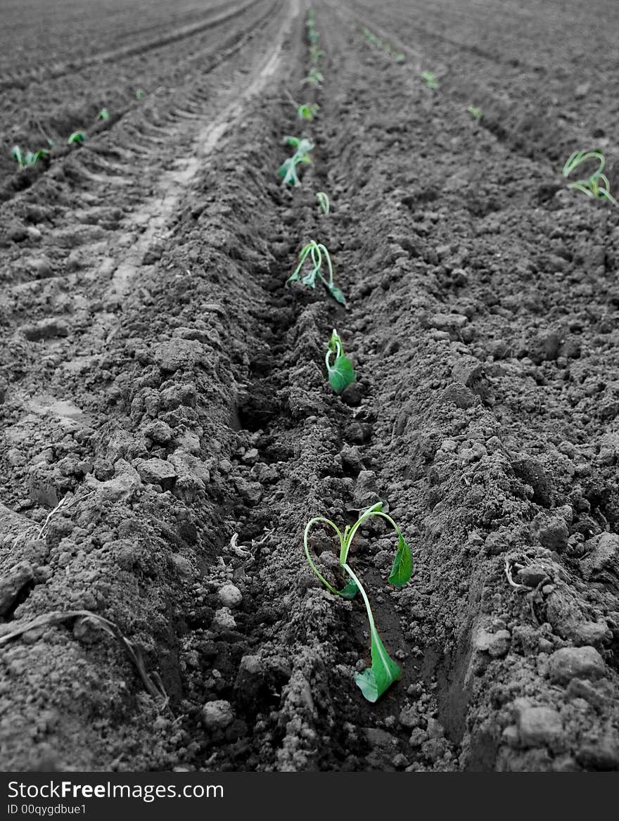 Some young green plants growing in black and white soil. Some young green plants growing in black and white soil.