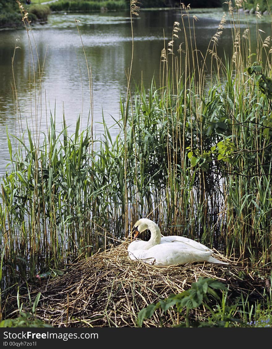 Nesting swan